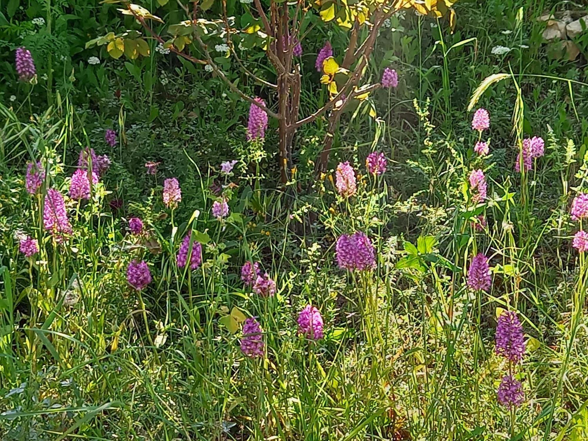 Villa Koumneni Pano Akourdalia Bagian luar foto