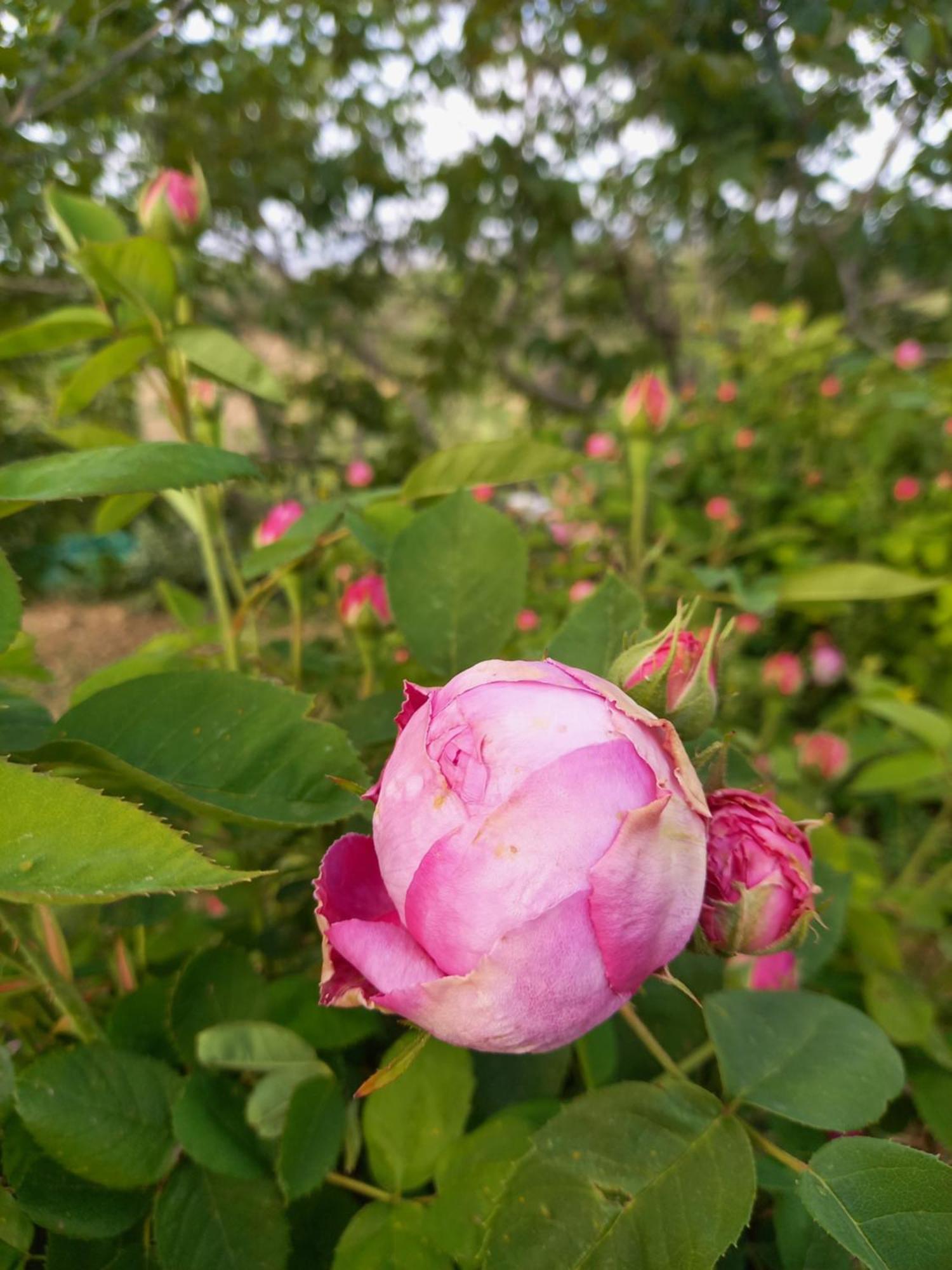 Villa Koumneni Pano Akourdalia Bagian luar foto