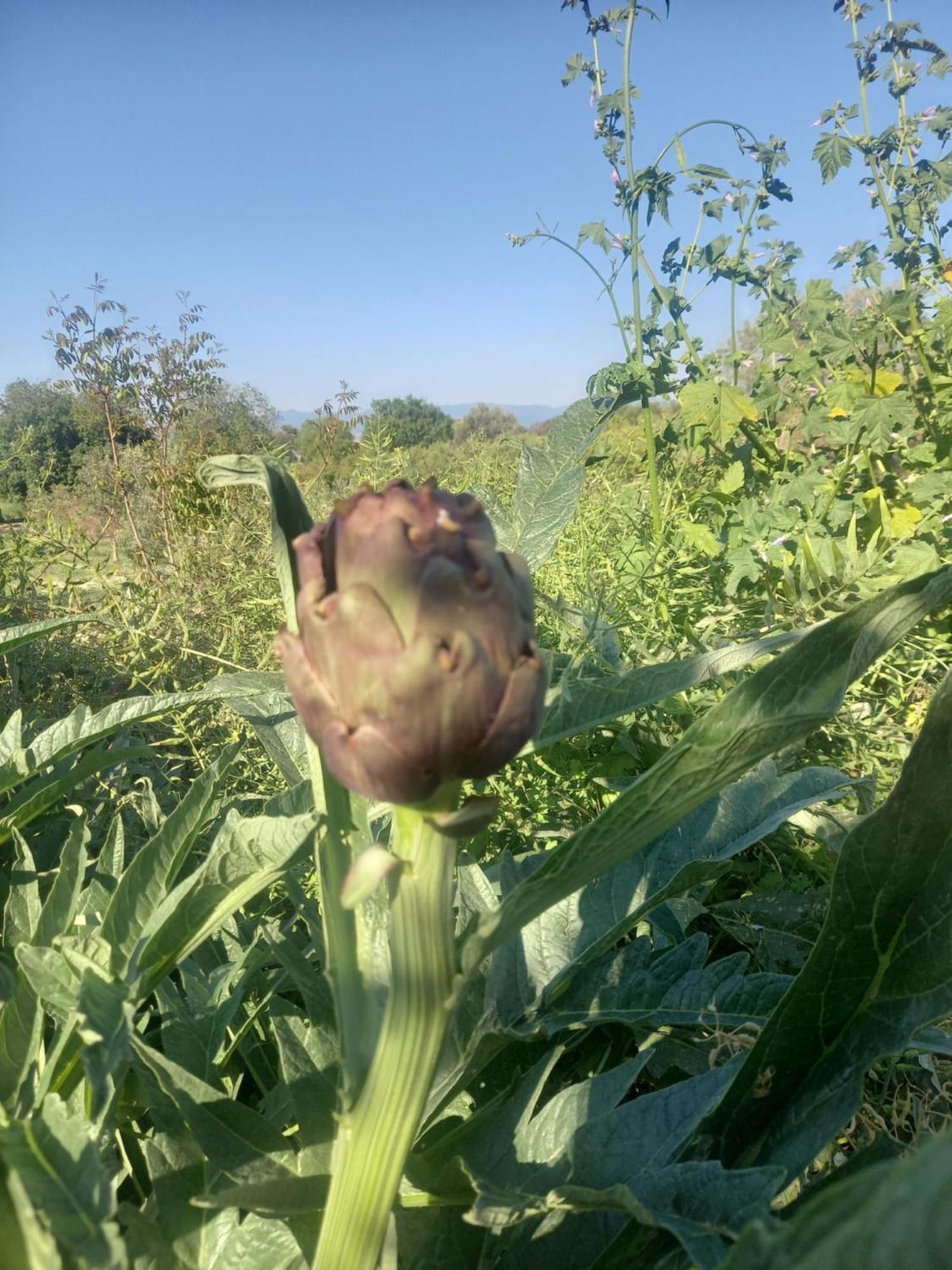 Villa Koumneni Pano Akourdalia Bagian luar foto