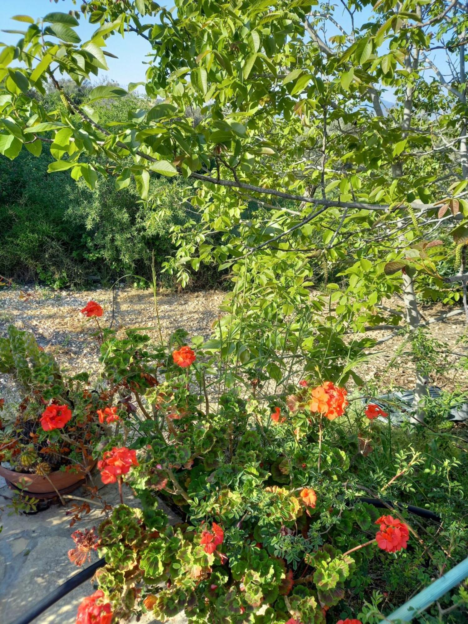 Villa Koumneni Pano Akourdalia Bagian luar foto