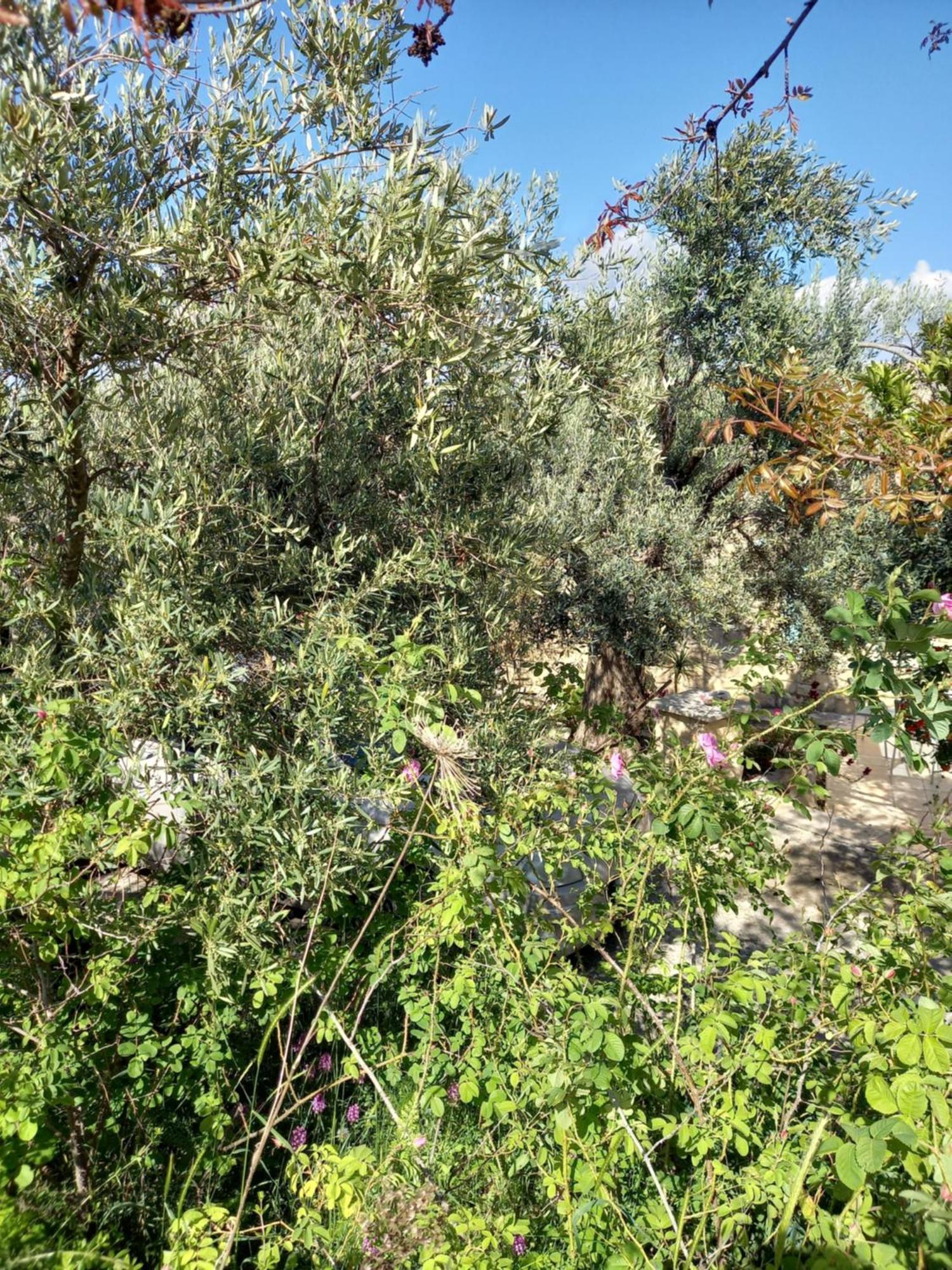 Villa Koumneni Pano Akourdalia Bagian luar foto