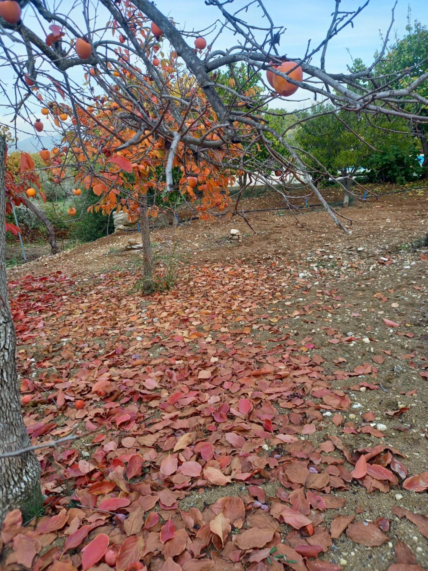 Villa Koumneni Pano Akourdalia Bagian luar foto